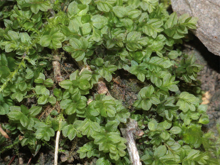 Echtes Sternmoos, botanischer Name Mnium stellare, auf einer Steinmauer im Garten