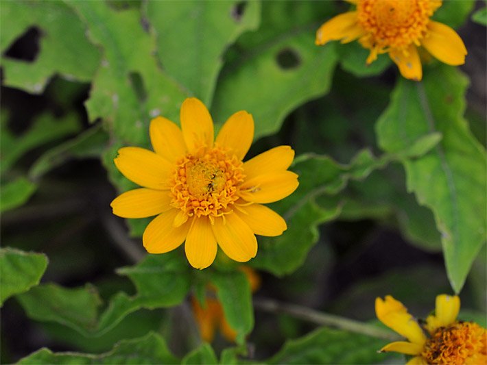 Orange-gelb farbene körbchenförmige Sterntaler-Blüte, botanischer Name Melampodium paludosum oder Melampodium divaricatum