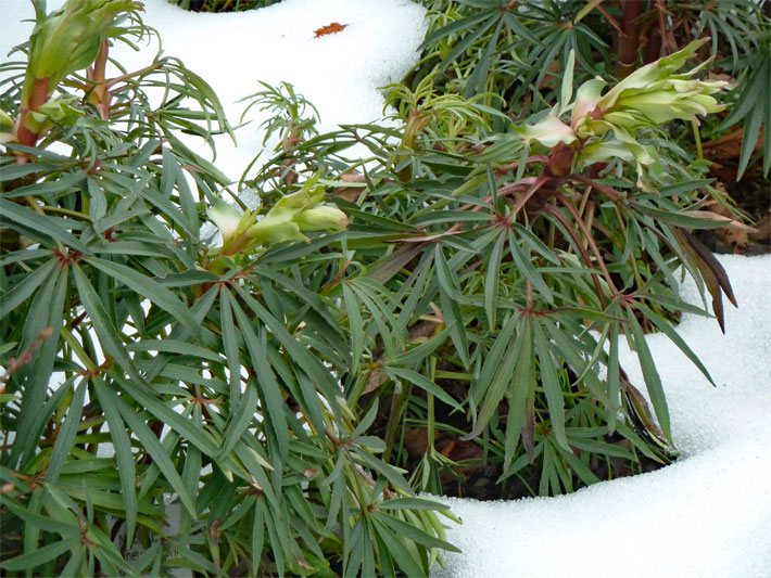 Immergrüne Stinkende Nieswurz, botanischer Name Helleborus foetidus, von Schnee umgeben in einem Garten im Winter