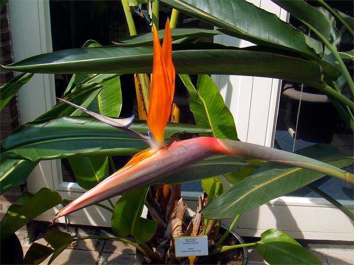 Paradiesvogelblume/Königs-Strelitzie, botanischer Name Strelitzia reginae, im Topf mit oranger Blüte