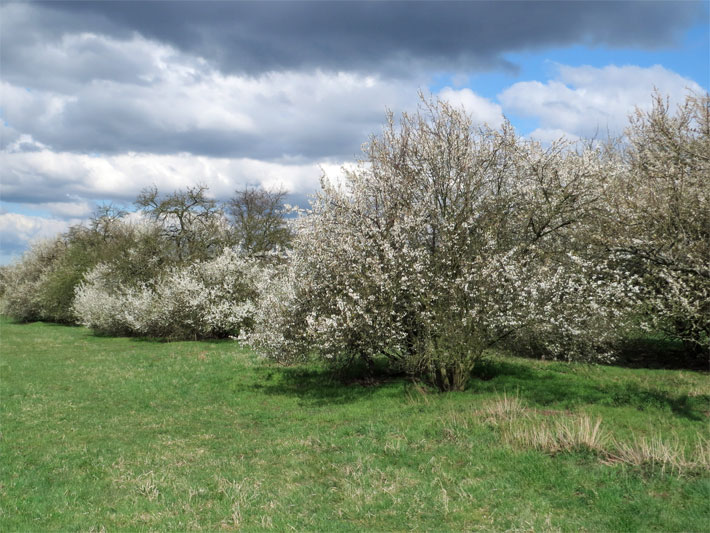 Streuobstwiese mit blühenden Kirschpflaumen im Naturschutzgebiet Schwarzenbach