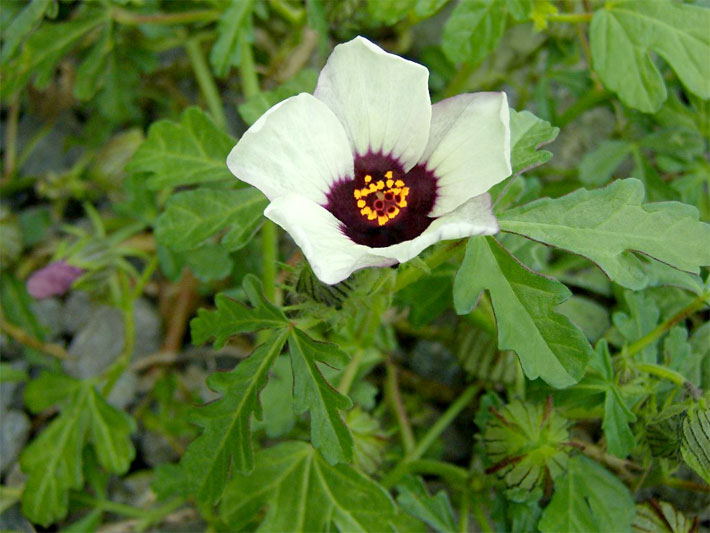 Weiße Blüte einer Stundenblume, auch Einjähriger Hibiskus oder Stundeneibisch, botanischer Name Hibiscus trionum, in einem Blumenbeet