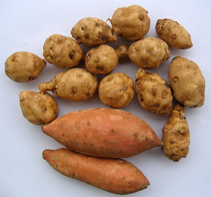 Mehrere braun-farbene Topinambur-Knollen nach dem Ernten, darunter ungeschälte Süßkartoffeln mit orange-farbener Schale