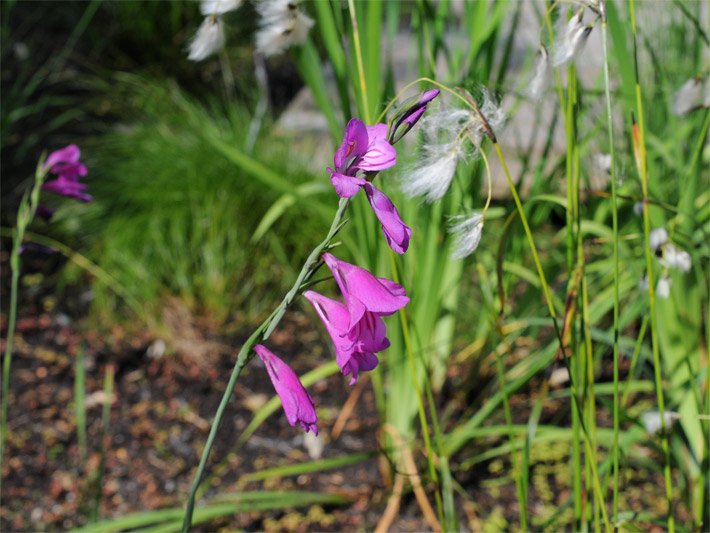 Purpurrote Blüte einer Sumpf-Gladiole oder Sumpf-Siegwurz, botanischer Name Gladiolus palustris