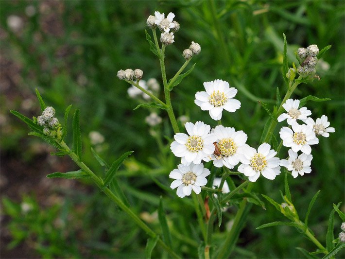 Weiße Blüten einer Bertram- oder Sumpf-Schafgarbe, botanischer Name Achillea ptarmica