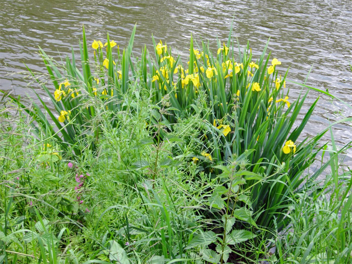 Gelb blühende Sumpf-Schwertlilien an einem Gartenteich, botanischer Name Iris pseudacorus