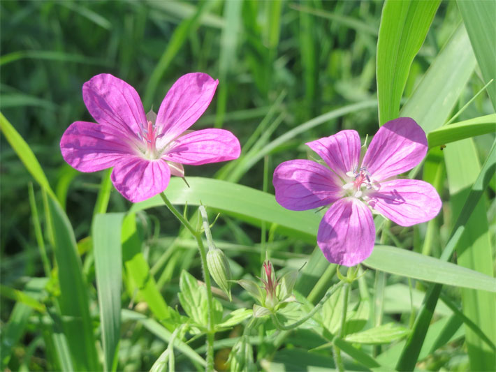 Zwei nektar-haltige Scheibenblüten mit violetter Blüten-Farbe von einem Sumpf-Storchschnabel, botanischer Name Geranium palustre