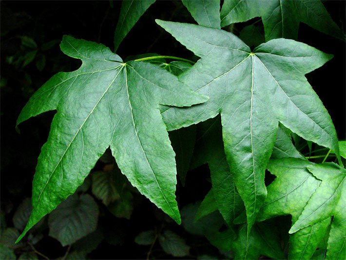 Grüne Sommer-Blätter eines Amerikanischen Sweetgums