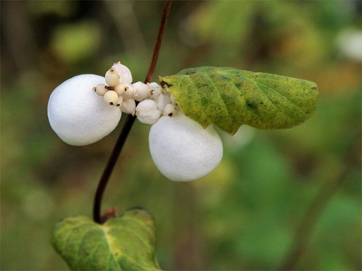 Weiße Früchte einer Gewöhnlichen Schneebeere