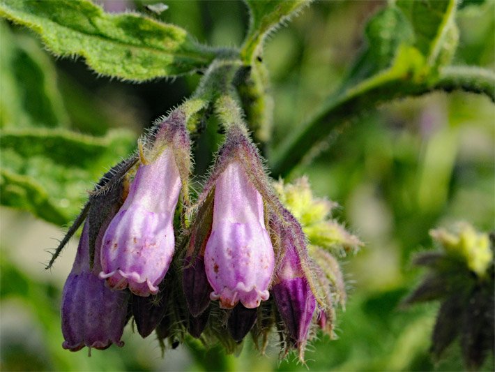 Hängende Glockenblüten mit violetter Blüten-Farbe vom Echten Beinwell, botanischer Name Symphytum officinale