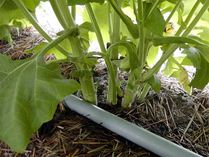 System zu Bewässerung einer Yacon-Anbau-Plantage mit grauem Wasser-Rohr aus Kunststoff im Boden-Bereich der Stengel