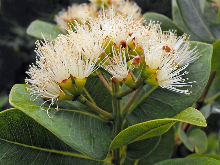 Cremfarbene Bürsten-Blüte mit endständigen Rispen einer Wasserbeere, botanischer Name Syzygium cordatum, deren Staubfäden wie bei einer Puderquaste herausragen