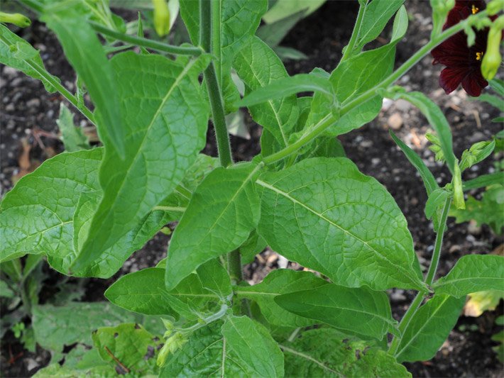 Grüne Blätter einer Tabak-Hybride der Sorte Grüne Glocken, botanischer Name Nicotiana