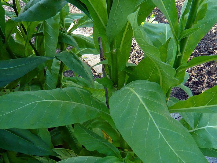 Echter Tabak, botanisch auch Nicotiana tabacum