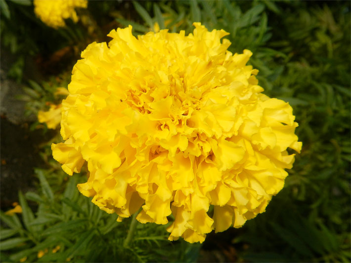 Gelbe Blüte einer Aufrechten Studentenblume, botanischer Name Tagetes erecta, in einem Blumen-Beet