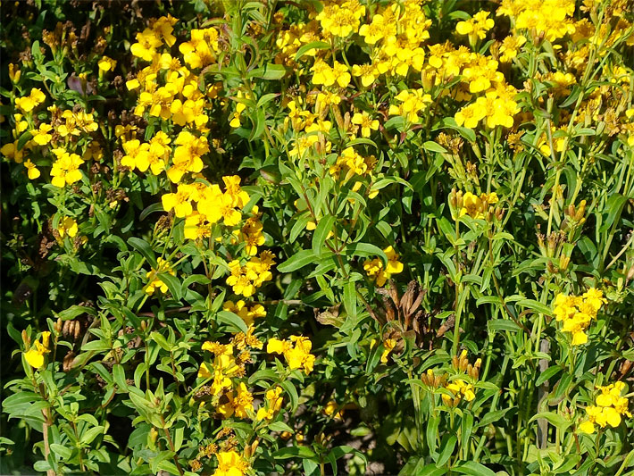 Beet mit gold-gelb blühenden Glänzenden Studentenblumen, auch Würz-Tagetes, botanischer Name Tagetes lucida