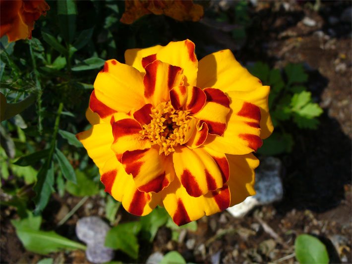 Gelb-rot gemusterte Blüte einer Kleinen Studentenblume, botanischer Name Tagetes patula