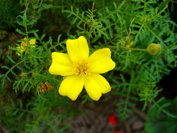 Hell-gelbe Blüte einer Schmalblättrigen Studentenblume, auch Gewürztagetes, botanischer Name Tagetes tenuifolia, im Garten