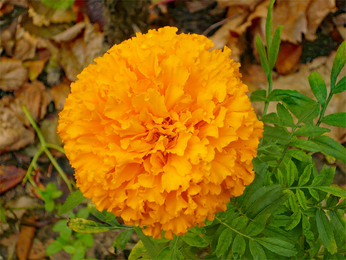 Orange Tagetesblüte, botanischer Name Tagetes erecta, in einem Blumenbeet