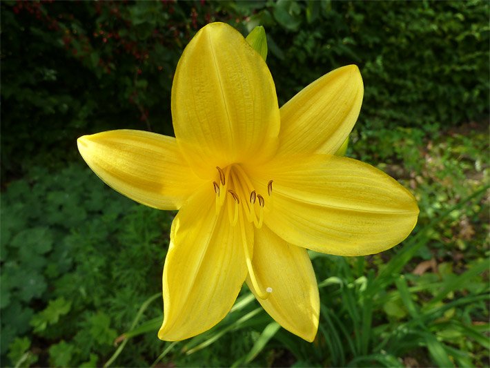 Gelbe Blüte von einer Garten-Taglilie der Sorte Maikönigin