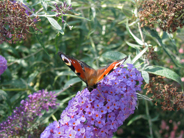 Tagpfauenauge (Inachis io) auf einer Flieder-Blüte, botanischer Name Syringa vulgaris