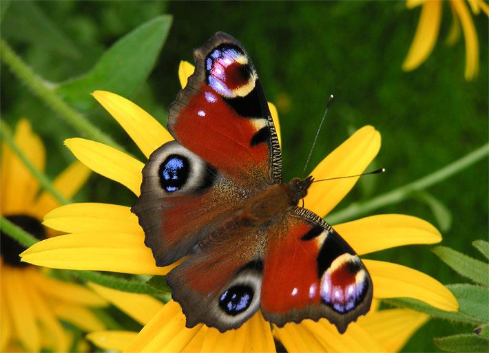 Tagpfauenauge auf einer gelben Sonnenhut-Blüte im Garten