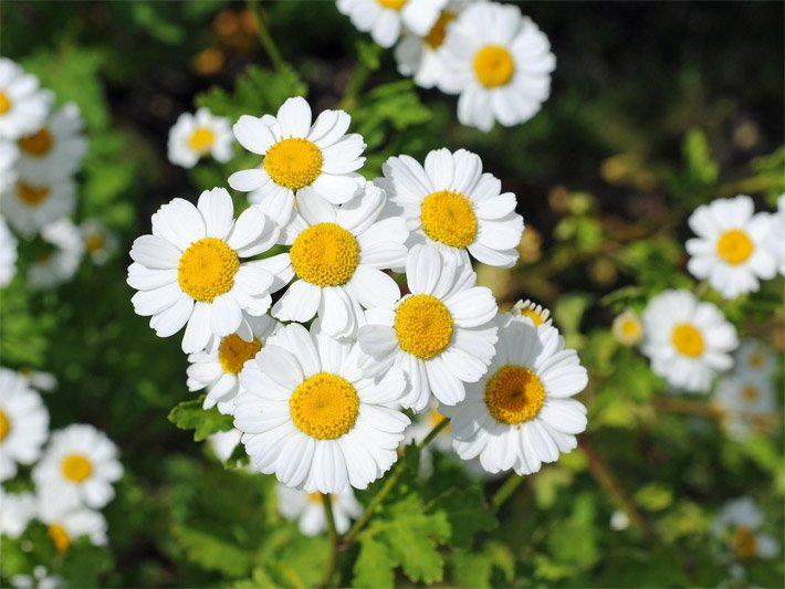 Blüte von einem Mutterkraut, botanischer Name Tanacetum parthenium oder Chrysanthemum parthenium, mit Körbchen-Blütenstand mit goldgelben Röhrenblüten und weißen Zungenblüten