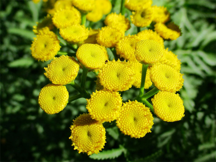 Honig-gelbe Körbchen-Blüte von einem Rainfarn, botanischer Name Tanacetum vulgare