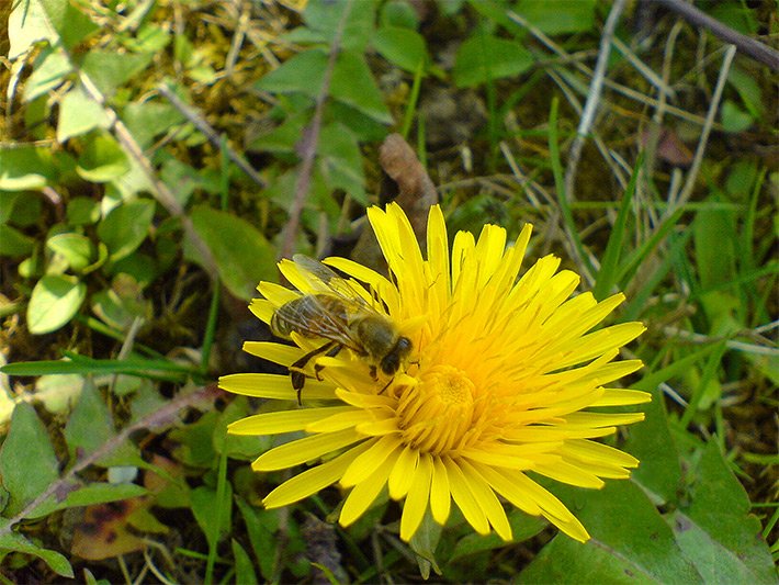 Gelbe Körbchen-Blüte von einem Gewöhnlichen Löwenzahn, botanischer Name Taraxacum sect. Ruderalia, auf der eine Biene sitzt