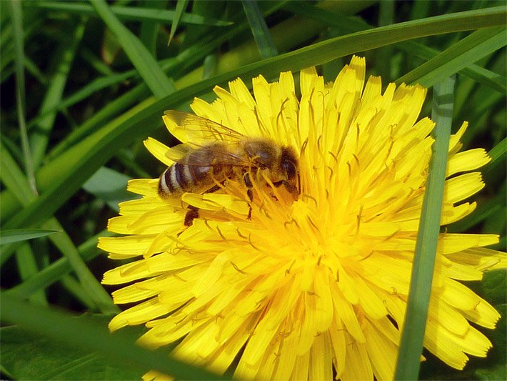 Gelbe Blüte von einem Gewöhnlichen Löwenzahn, botanischer Name Taraxacum sect. Ruderalia, mit einer Biene