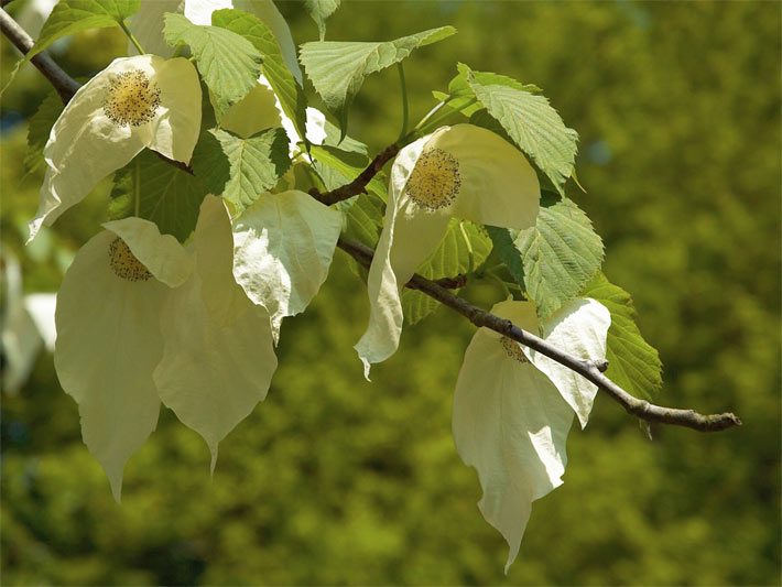 Weiße erste Blüte von einem Taschentuchbaum bzw. Taubenbaum an einem Ast mit grünen Blättern und Blüten wie Taschentücher oder Tauben