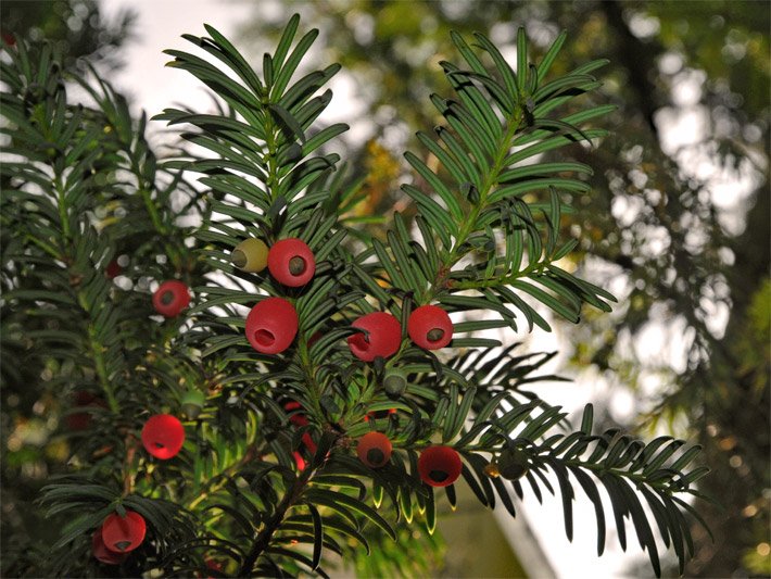 Rote Beeren einer Europäischen Eibe, botanischer Name Taxus baccata