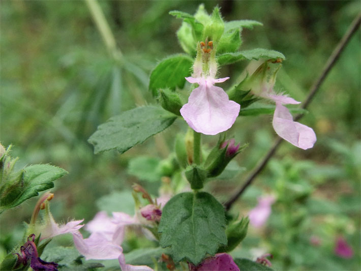 Lippenblüten mit rosa Blüten-Farbe von einem Edel-Gamander / Echte Gamander, botanischer Name Teucrium chamaedrys