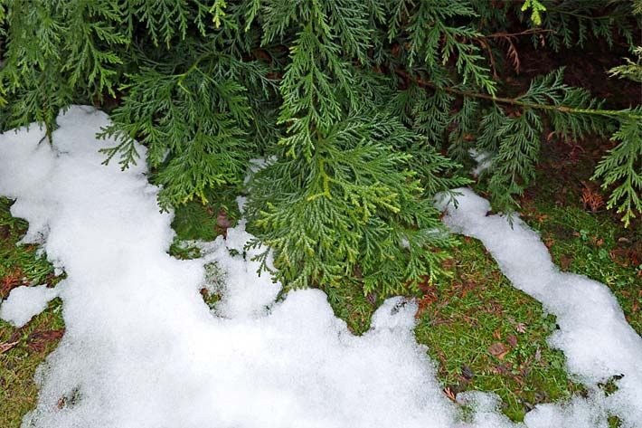 Thuja im Winter mit Schnee