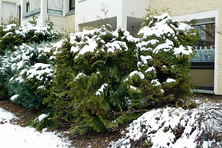 Thuja-und Zypressen-Hecke mit Schnee im Winter
