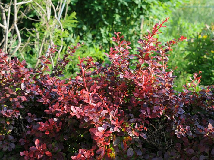 Hecke mit einer purpurrot-blättrigen Thunberg-Berberitze der Sorte Atropurpurea Ende Juni in Oberbayern