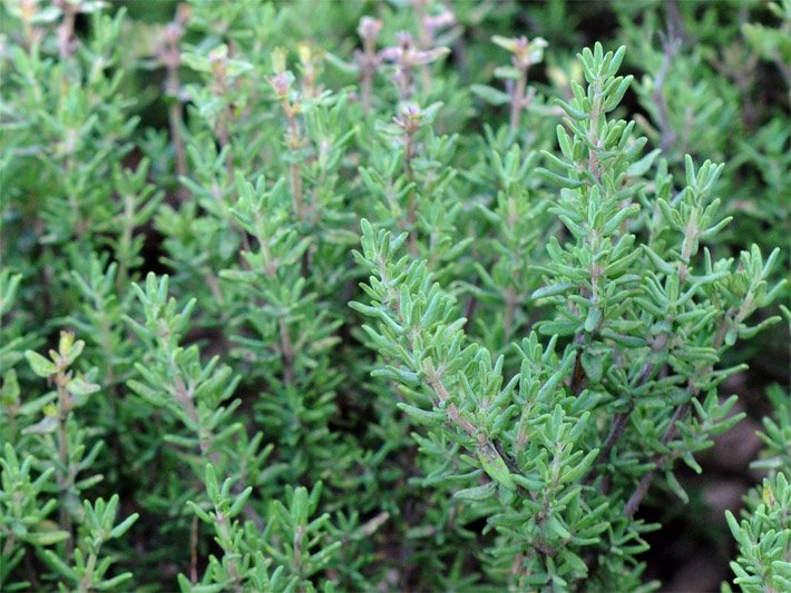 Grüne Thymianblätter, botanischer Name Thymus vulgaris, in einem Kräuterbeet