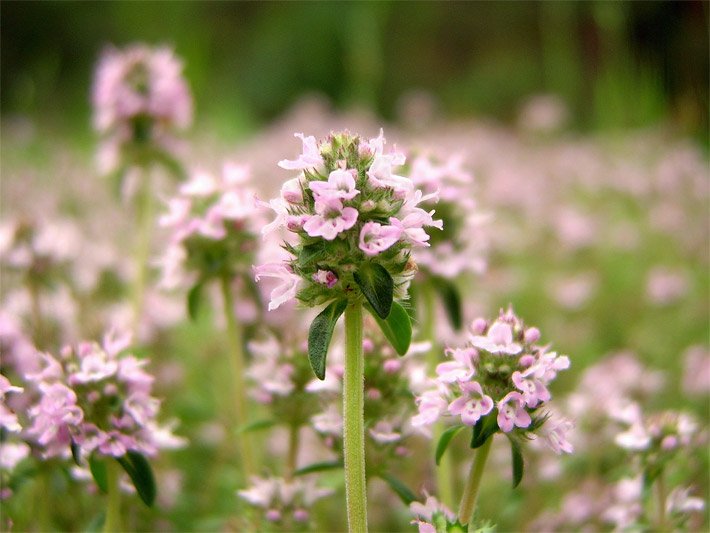 Echter Thymian mit blass-rosa Blüten