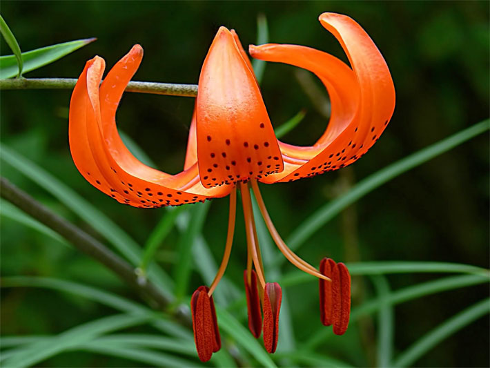 Orange Blüte einer Tiger-Lilie, botanischer Name Lilium lancifolium