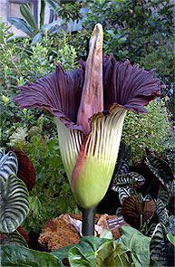 Titanwurz / Titanenwurz, botanischer Name Amorphophallus titanum, im Botanischen Garten in Washington