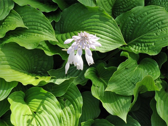 Herzförmig-runde, dunkelgrüne Blätter einer Löffelblatt-Funkie der Sorte Tokudama mit blass-violetter Blüte
