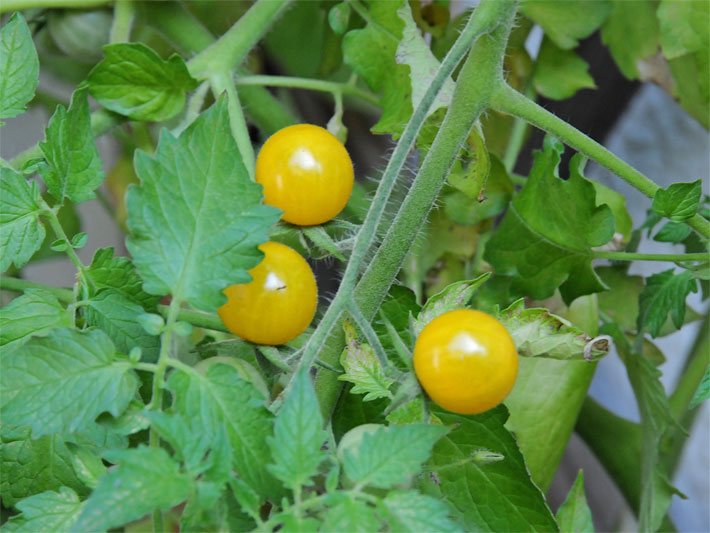 Zwei fast ausgereifte, orange Topftomaten, botanischer Name Solanum lycopersicum