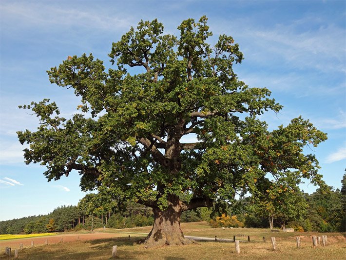 Freistehende Traubeneiche im Spätsommer auf dem Land