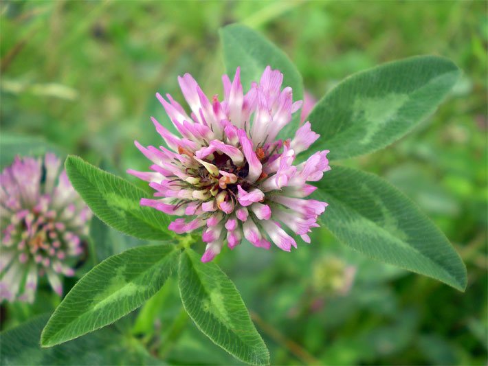 Grüne Blätter und rosa-farbene Blüte von einem Wiesen-Klee, botanischer Name Trifolium pratense, auf einer Garten-Wiese in der Blütezeit