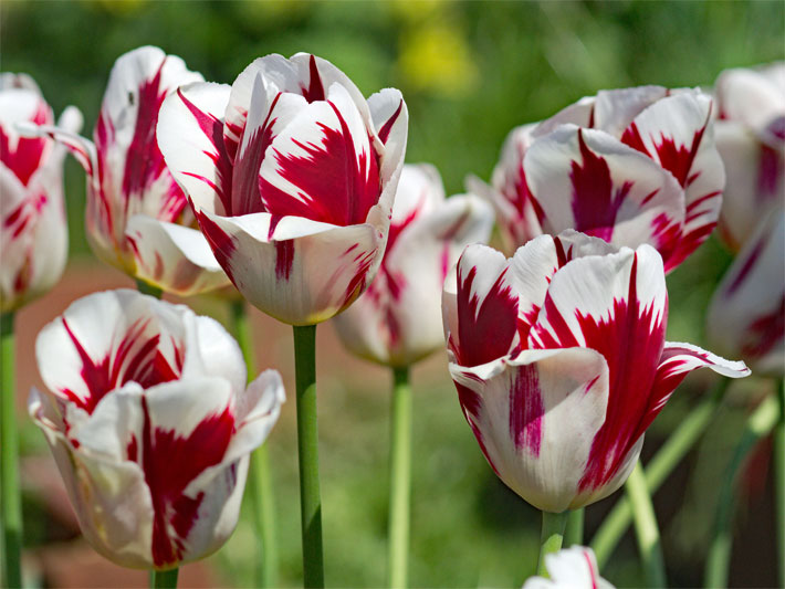 Kontrastreich dunkelrot und weiß gemusterte Blüten der Triumph-Tulpen-Sorte Tulipa Grand Perfection, in einem Frühlings-Beet