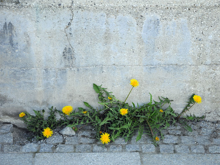Blumen-Beispiel auf trockenem Boden mit gelb blühenden Löwenzahn-Pflanzen, botanischer Name Taraxacum sect. Ruderalia, die in einer Ritze zwischen Hausmauer und Strasse aus Pflastersteinen wachsen