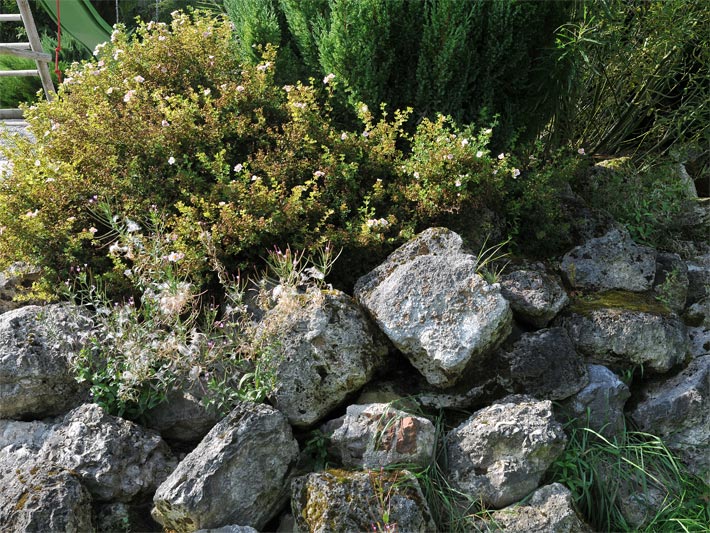 Gartendesign mit Trockenmauer und Pflanzen