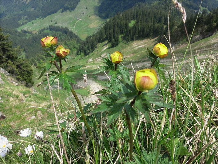 Gelb blühende Trollblumen, botanischer Name Trollius europaeus, auf einer Bergwiese