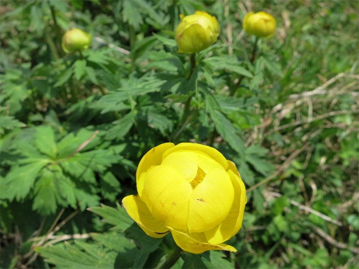 Gelbe Blüte eine Trollblume, botanischer Name Trollius europaeus, auf einer Feuchtwiese