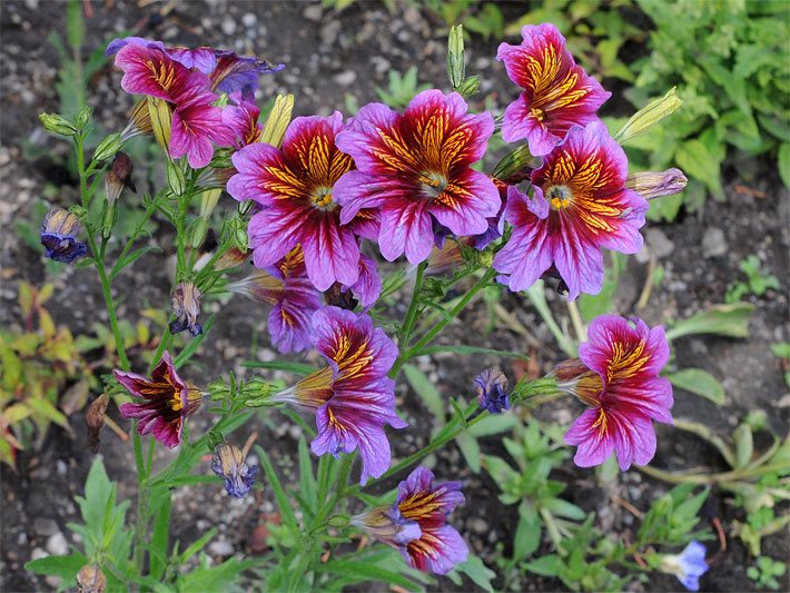 Trichterblüten von Trompetenzungen, botanischer Name Salpiglossis sinuata, mit Strahlen-Musterung der Blüten von innen nach außen in gelb, purpurfarben und violett